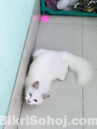 Parsian Cat